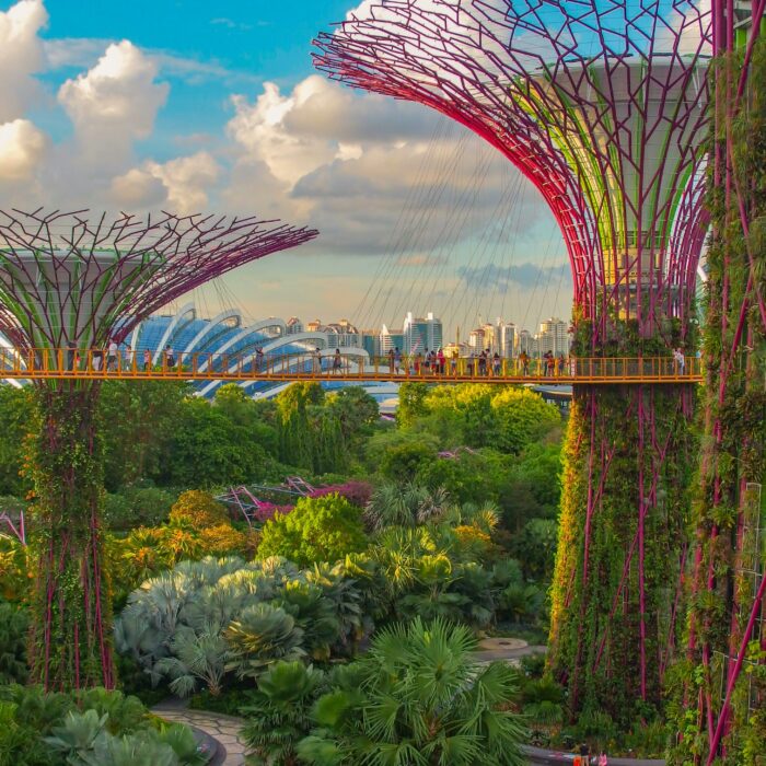 Panoramic view from the Supertree Observatory at Gardens by the Bay, overlooking the city and iconic Supertrees.