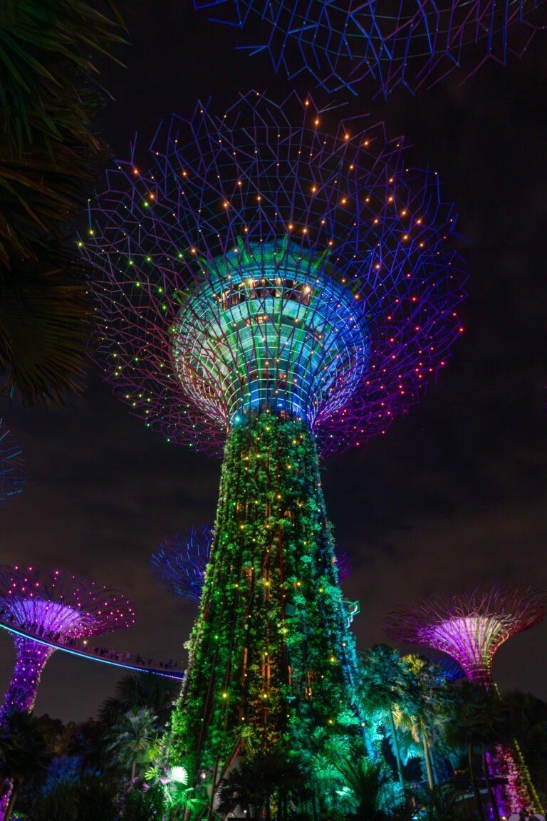 A Supertree lit up at night at Gardens by the Bay