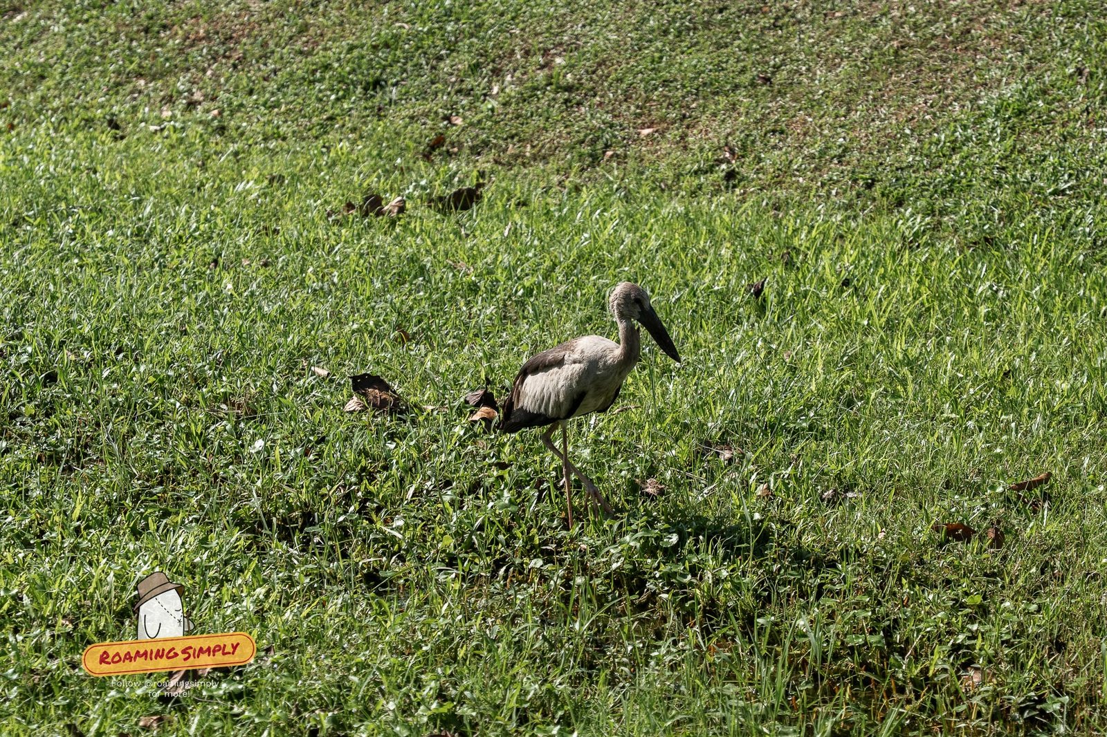 An Asian openbill stork foraging on the grass at Jurong Lake Gardens, Singapore
