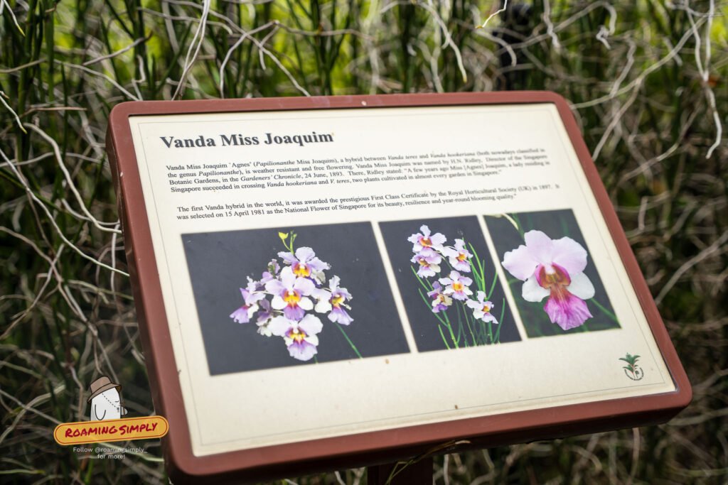 Interpretive signboard for Vanda Miss Joaquim, Singapore's national flower, at the National Orchid Garden