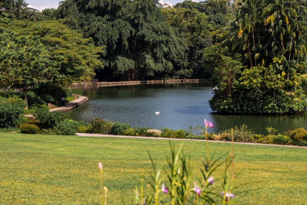 Swan Lake at Singapore Botanic Gardens, seen across an open lawn, with a single white swan on the water, a curved lakeside path, and dense tropical trees behind.