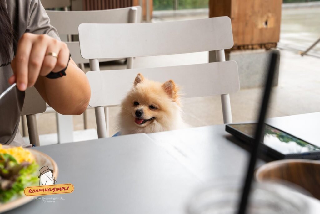 A small cream Pomeranian sits on a chair at a dining table while a diner eats beside it