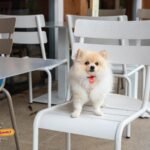 A cream Pomeranian wearing a red name tag stands on a white metal chair at an outdoor restaurant table