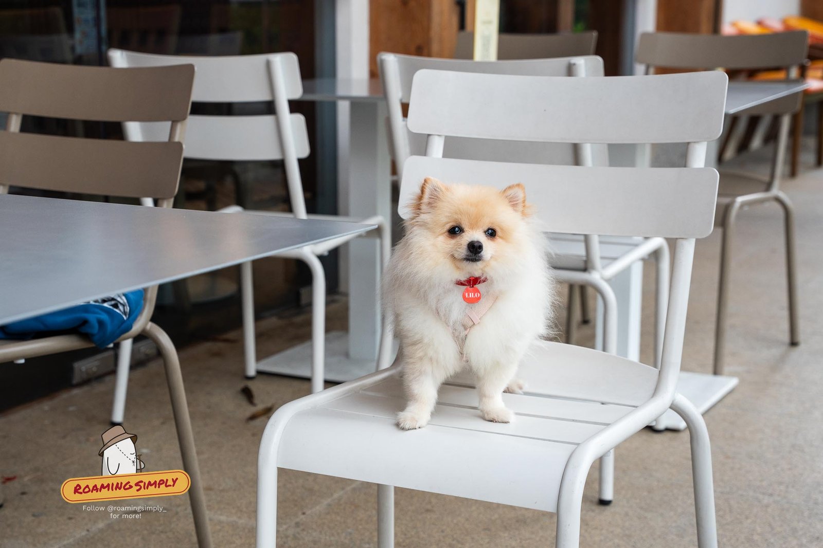 Canopy Chinese Garden: Dog-Friendly Dining at Jurong Lake Gardens